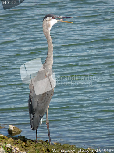 Image of Blue Heron