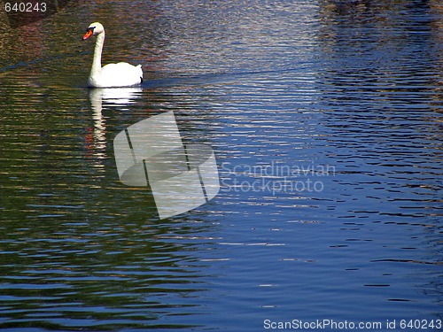 Image of Swan on the lake