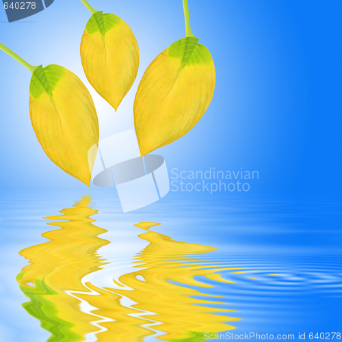 Image of Golden Leaf Beauty