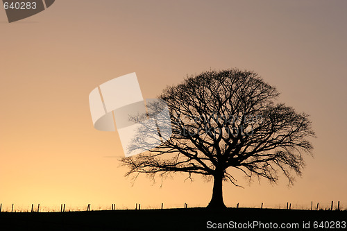 Image of Oak Tree at Sunset