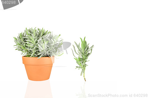 Image of Lavender Herb
