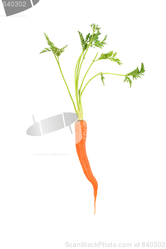 Image of Carrot 