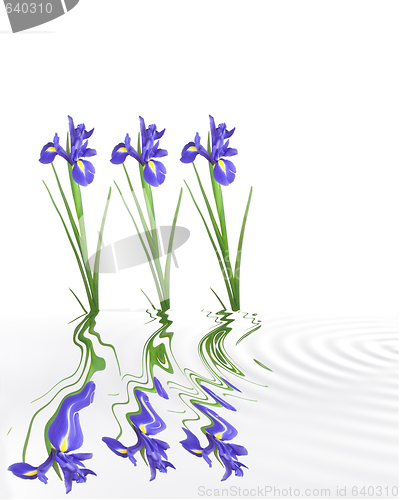 Image of Iris Tranquility