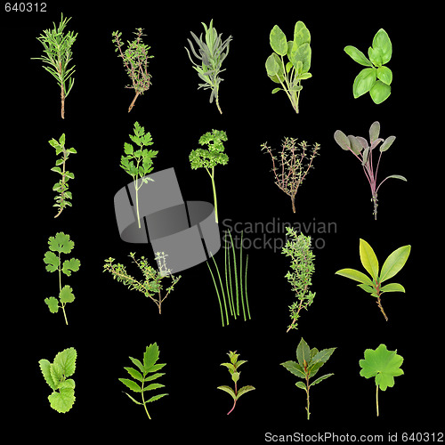 Image of Organic Herbs