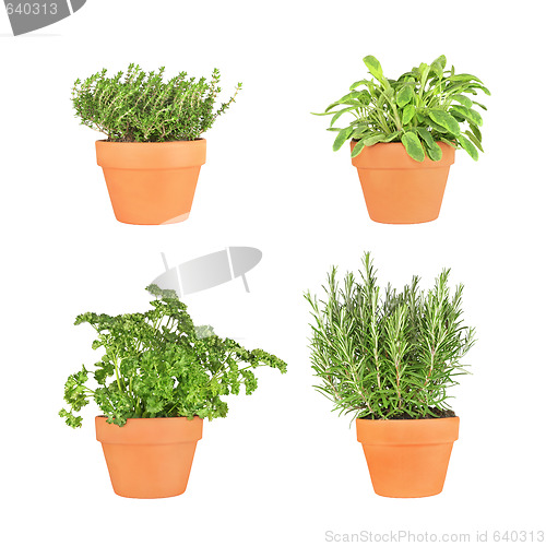 Image of Parsley, Sage, Rosemary and Thyme Herbs