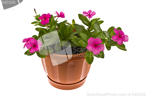 Image of Flower "Impatiens" 