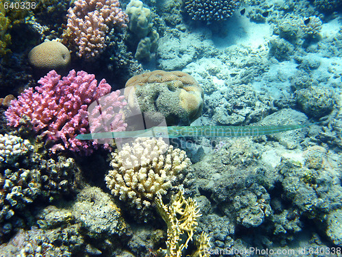 Image of Bluespotted cornetfish