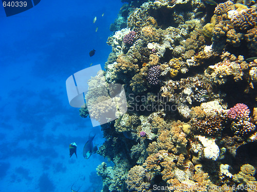 Image of Coral reef in Red sea, Marsa Alam