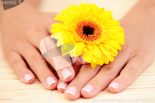 Image of beautiful female hands