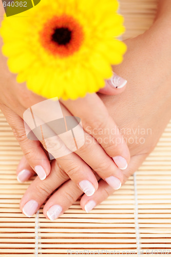 Image of beautiful female hands