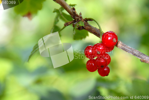 Image of Red currants