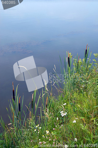 Image of Rush by lake landscape