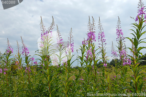 Image of Summer flowers