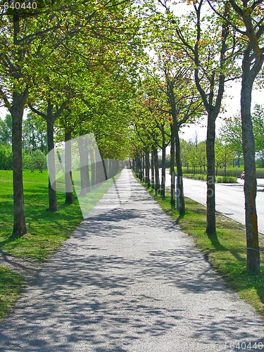 Image of Tree tunnel 1