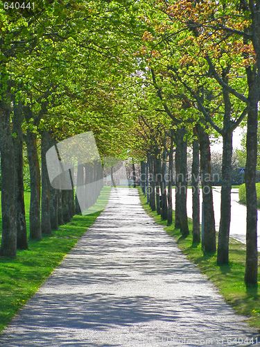 Image of Tree tunnel 2