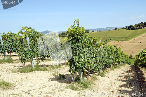 Image of Vineyard