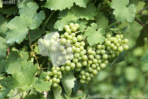 Image of Unripe muscat grapes