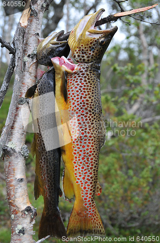 Image of Norwegian trout