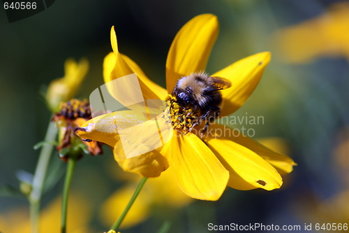 Image of Bumblebee