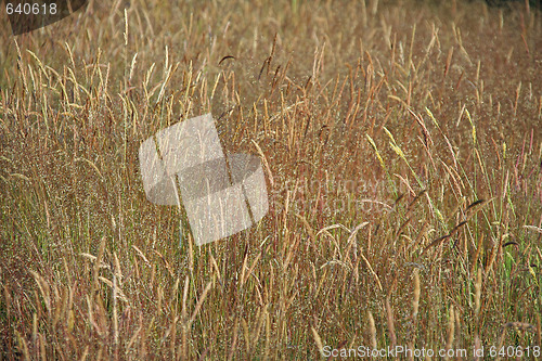 Image of Field of grass