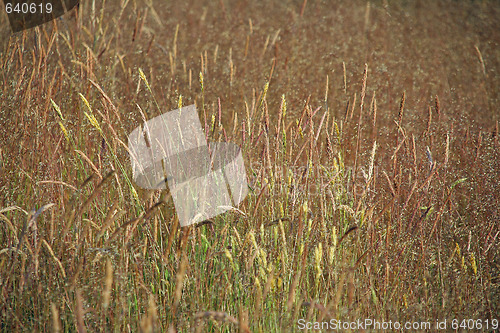 Image of Field of grass