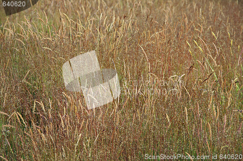 Image of Field of grass