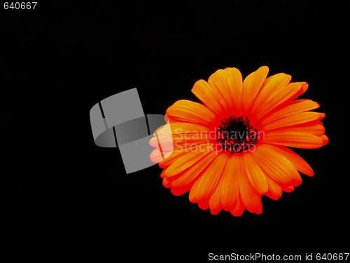Image of flower