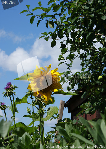 Image of Girasole