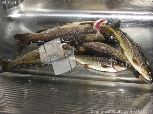 Image of Trouts in a sink