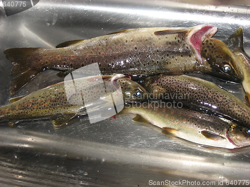 Image of Trouts