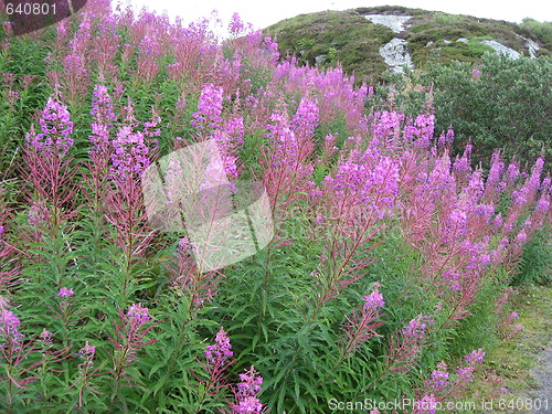 Image of Field of pink tall flowers