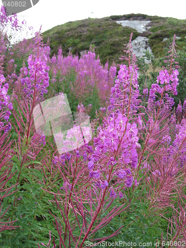 Image of Pink flowers