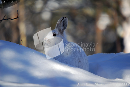 Image of Snowshoe Hare