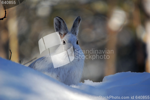 Image of Snowshoe Hare