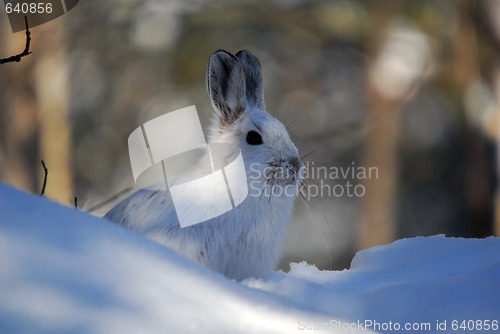 Image of Snowshoe Hare