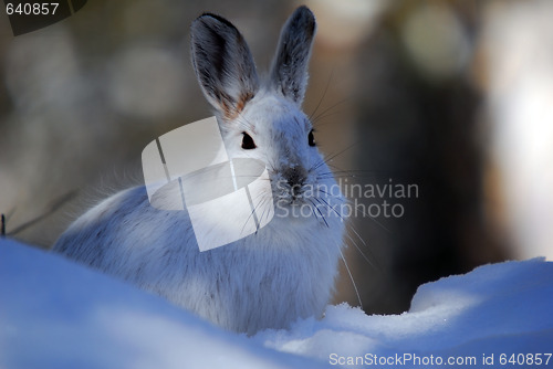 Image of Snowshoe Hare