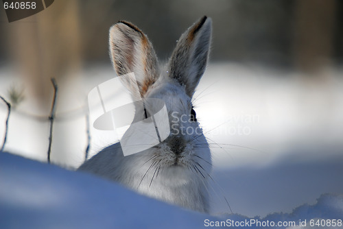 Image of Snowshoe Hare