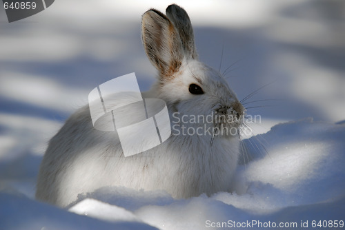 Image of Snowshoe Hare