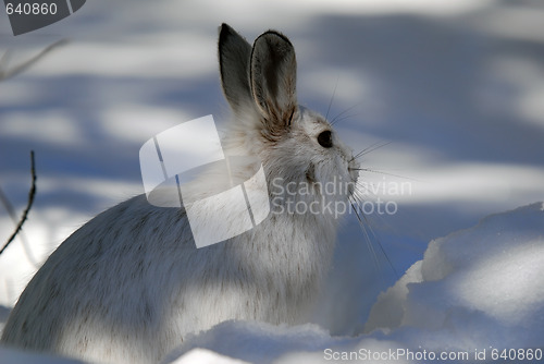 Image of Snowshoe Hare