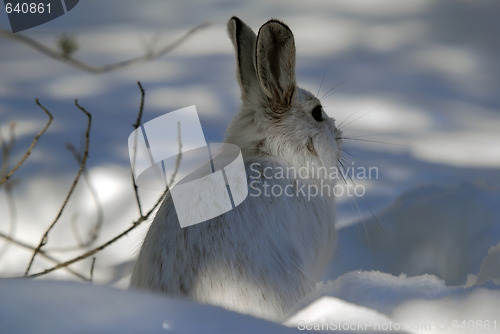 Image of Snowshoe Hare