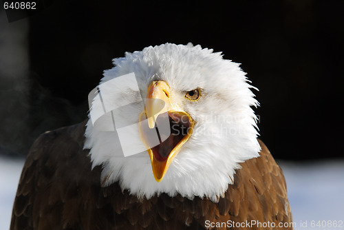 Image of American Bald Eagle