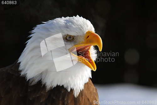 Image of American Bald Eagle