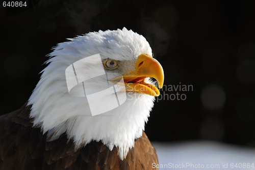 Image of American Bald Eagle