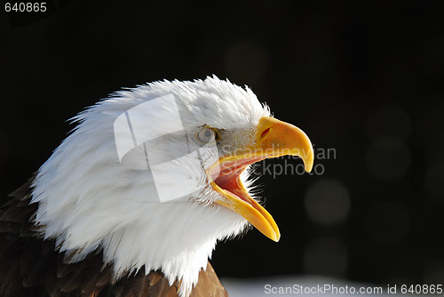 Image of American Bald Eagle