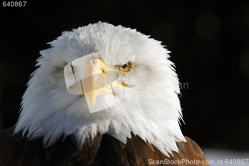 Image of American Bald Eagle