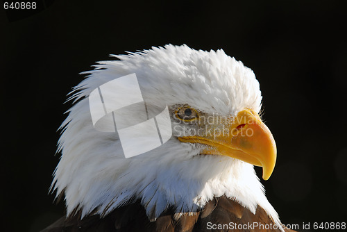 Image of American Bald Eagle