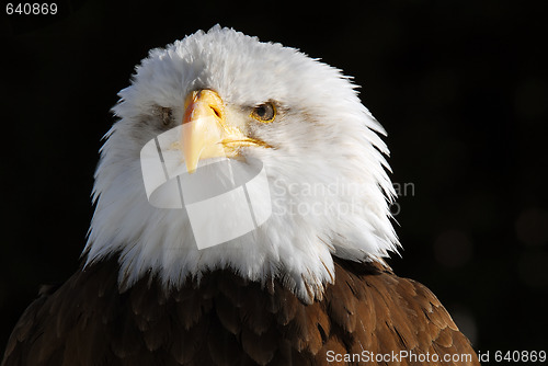 Image of American Bald Eagle