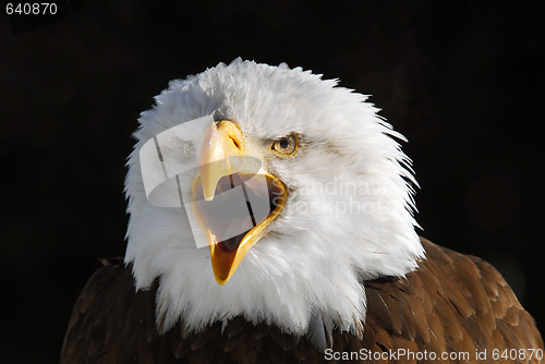 Image of American Bald Eagle