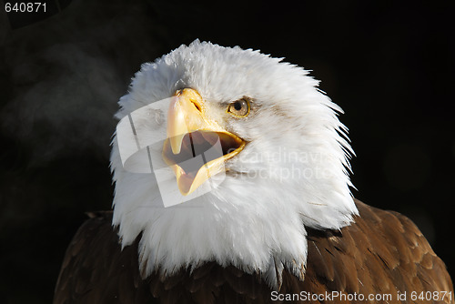 Image of American Bald Eagle