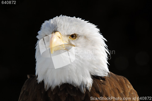 Image of American Bald Eagle